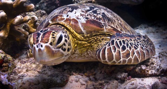 Selingan turtle islands 西灵安-海龟群岛