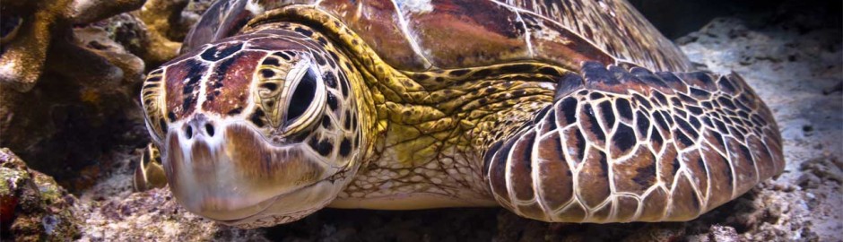 Selingan turtle islands 西灵安-海龟群岛