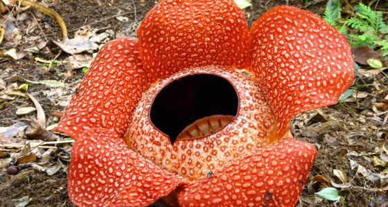 Tambunan Rafflesia Flower Centre 擔布南大王花中心