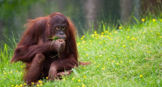 Kinabatangan red ape project 京那巴当岸-红色叶猴計劃