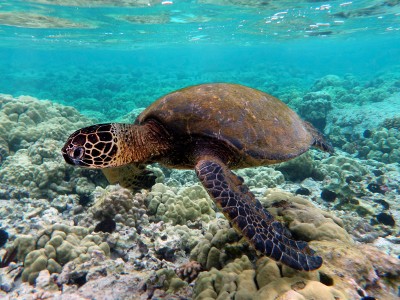 Borneo Selingan Island Turtle Adventure 2Days 1Night