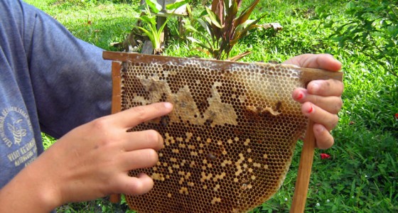 Kampung Gombizau Honey Bee Farm 贡比绍村 養蜂場