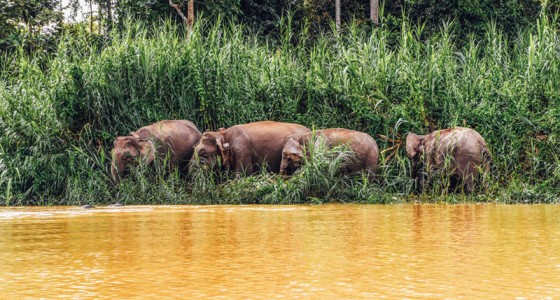 Kinabatangan gate of ecotourism 京那巴当岸-生態旅遊的大門