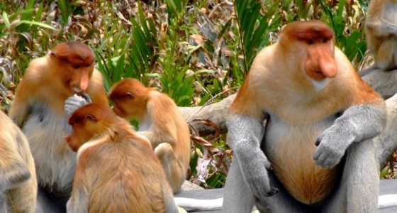 Labuk bay proboscis monkey sanctuary 拉卜 灣長鼻猴保護中心