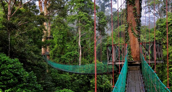 Danum Valley Conservation Area 丹浓谷自然保护区