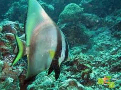 3d2n Mabul snorkelling