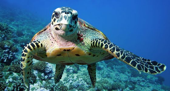 2d1n-selingan-turtle-island-and-sepilok-orang-utan-centre