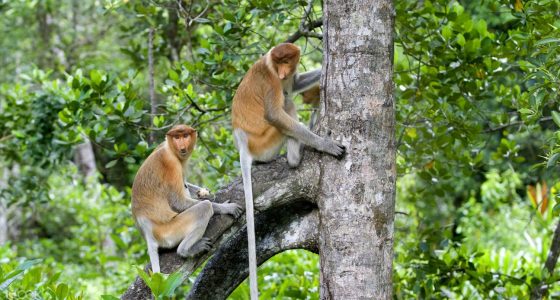Daytrip-Kawa Kawa Proboscis Monkeys and Fireflies Tour